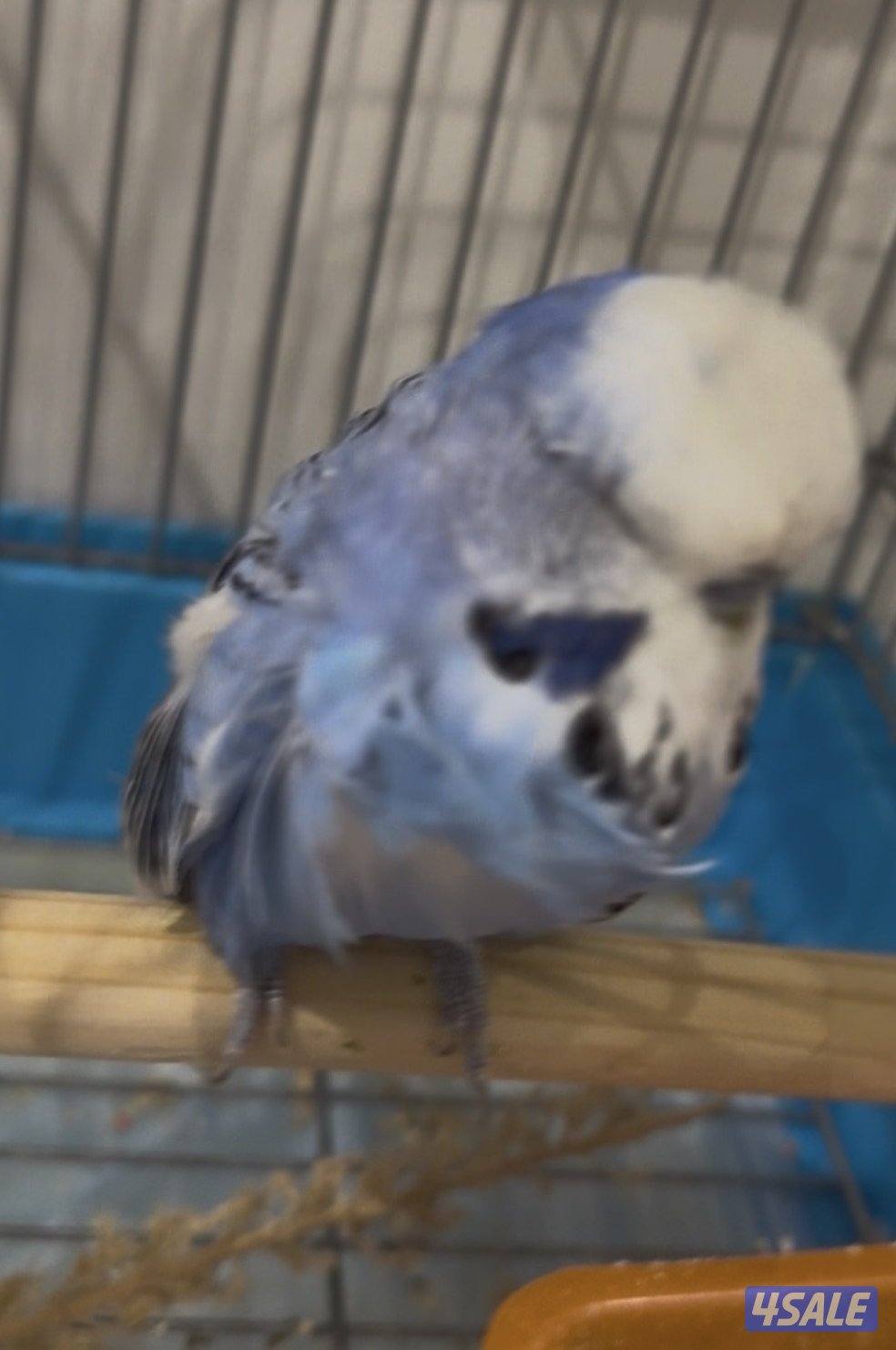 للبيع طائر الكاردينال و ٢ بادجي2