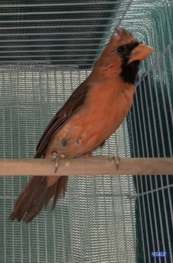 للبيع طائر الكاردينال و ٢ بادجي0
