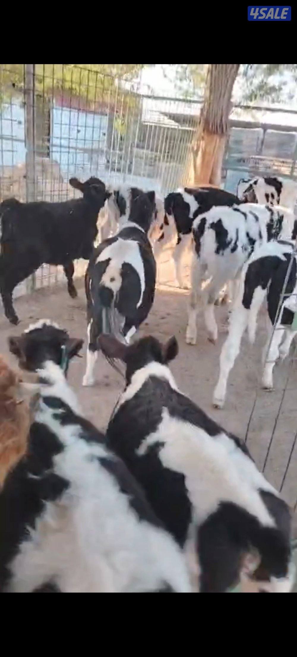 8 عجلات واحد ثور0