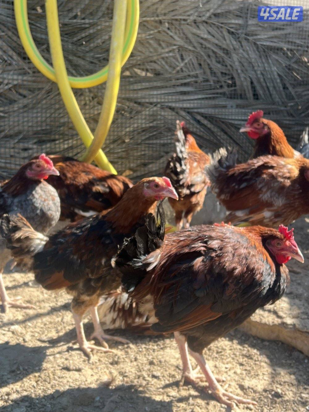 دجاج ساسكس قريب البيض1