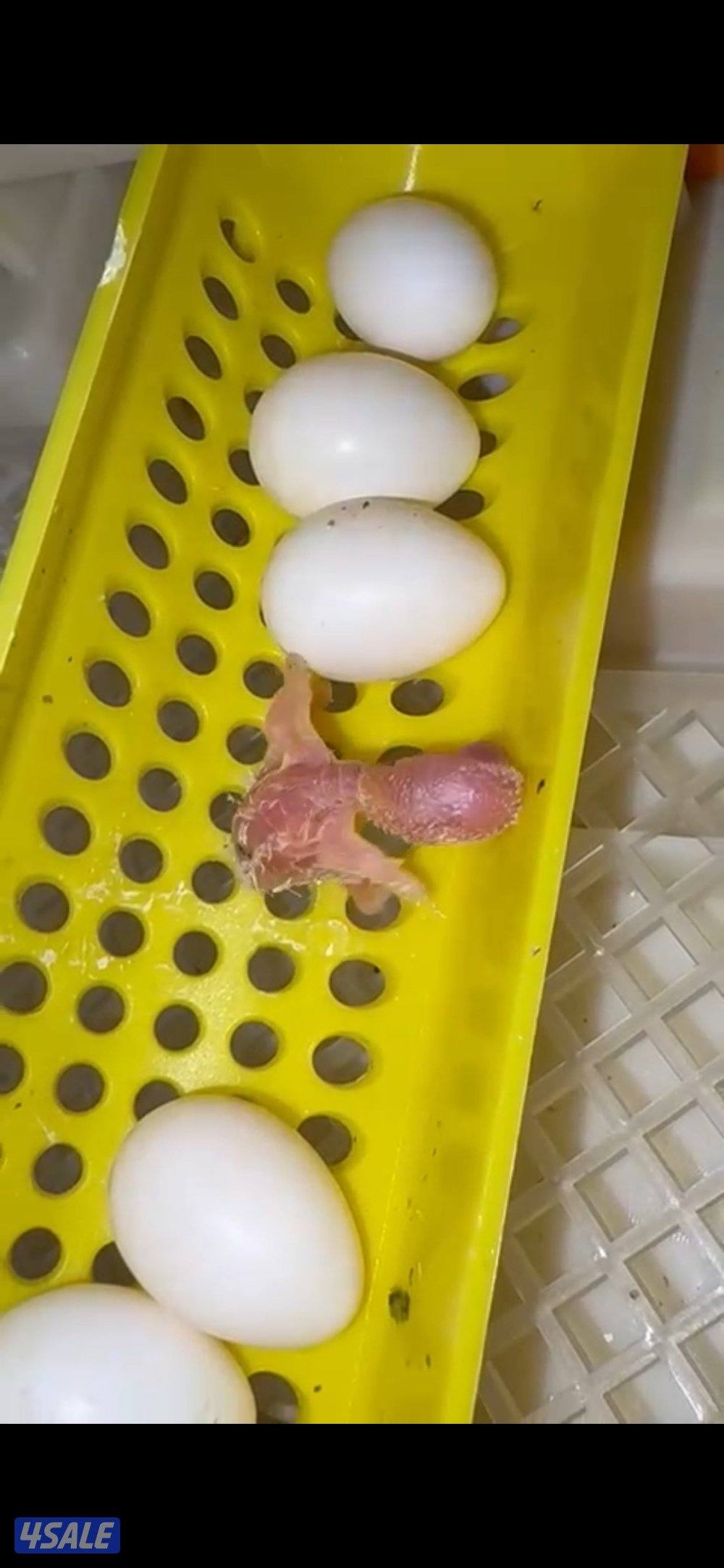 فقاسات الرابطة العالمية جوده للطيور0