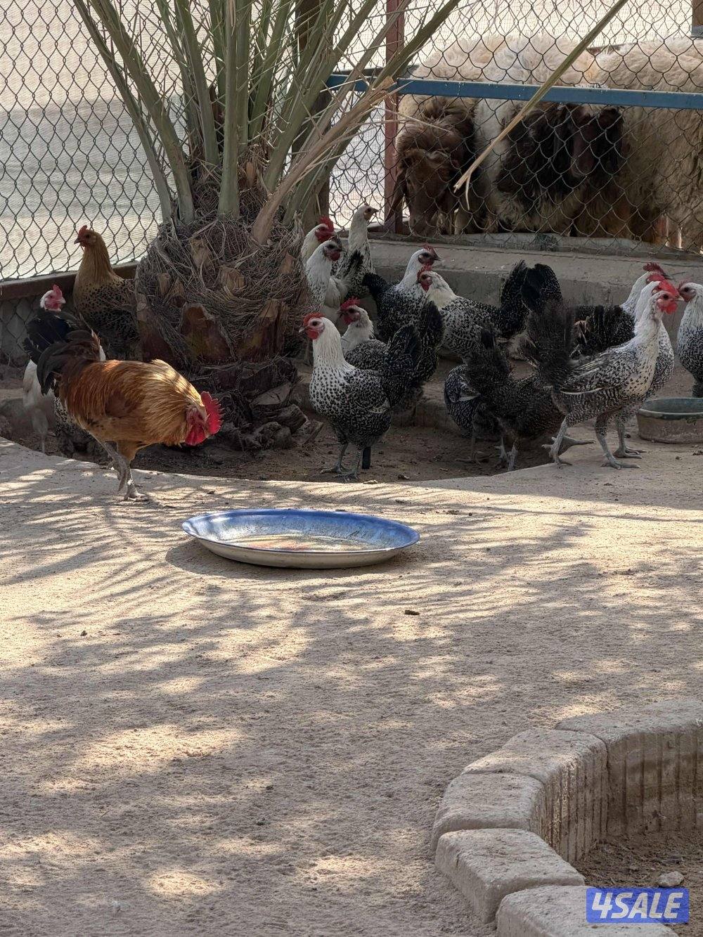 دجاج فيومي بياض1