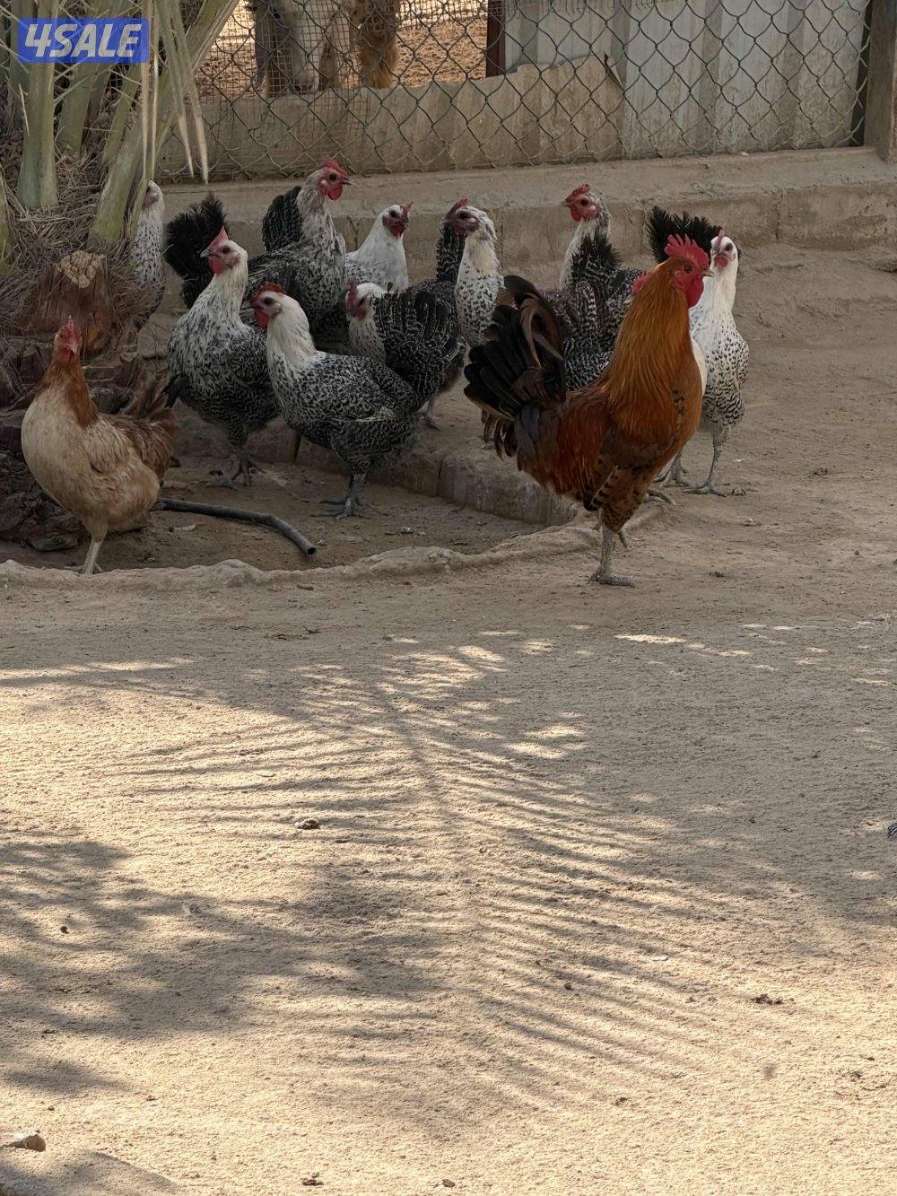 دجاج فيومي بياض2