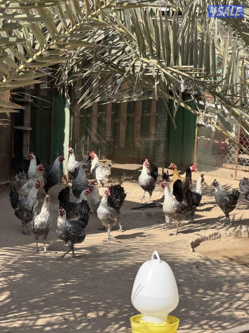 دجاج فيومي بياض3