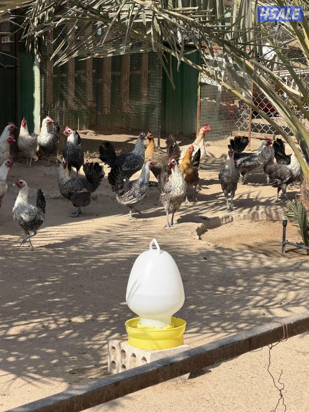 دجاج فيومي بياض5