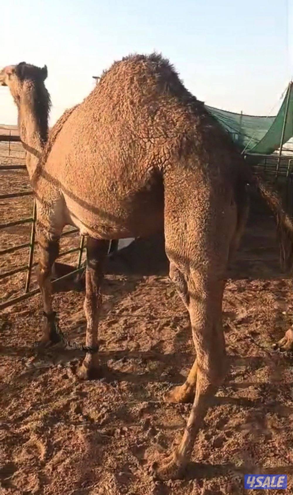 نياق صفر العدد 80