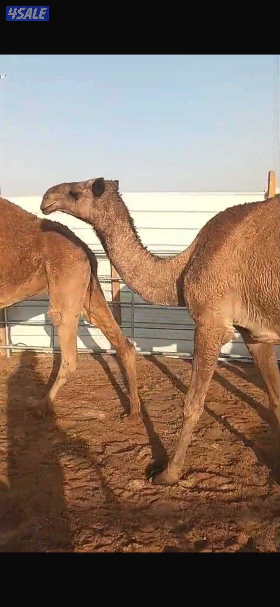 نياق صفر العدد 82