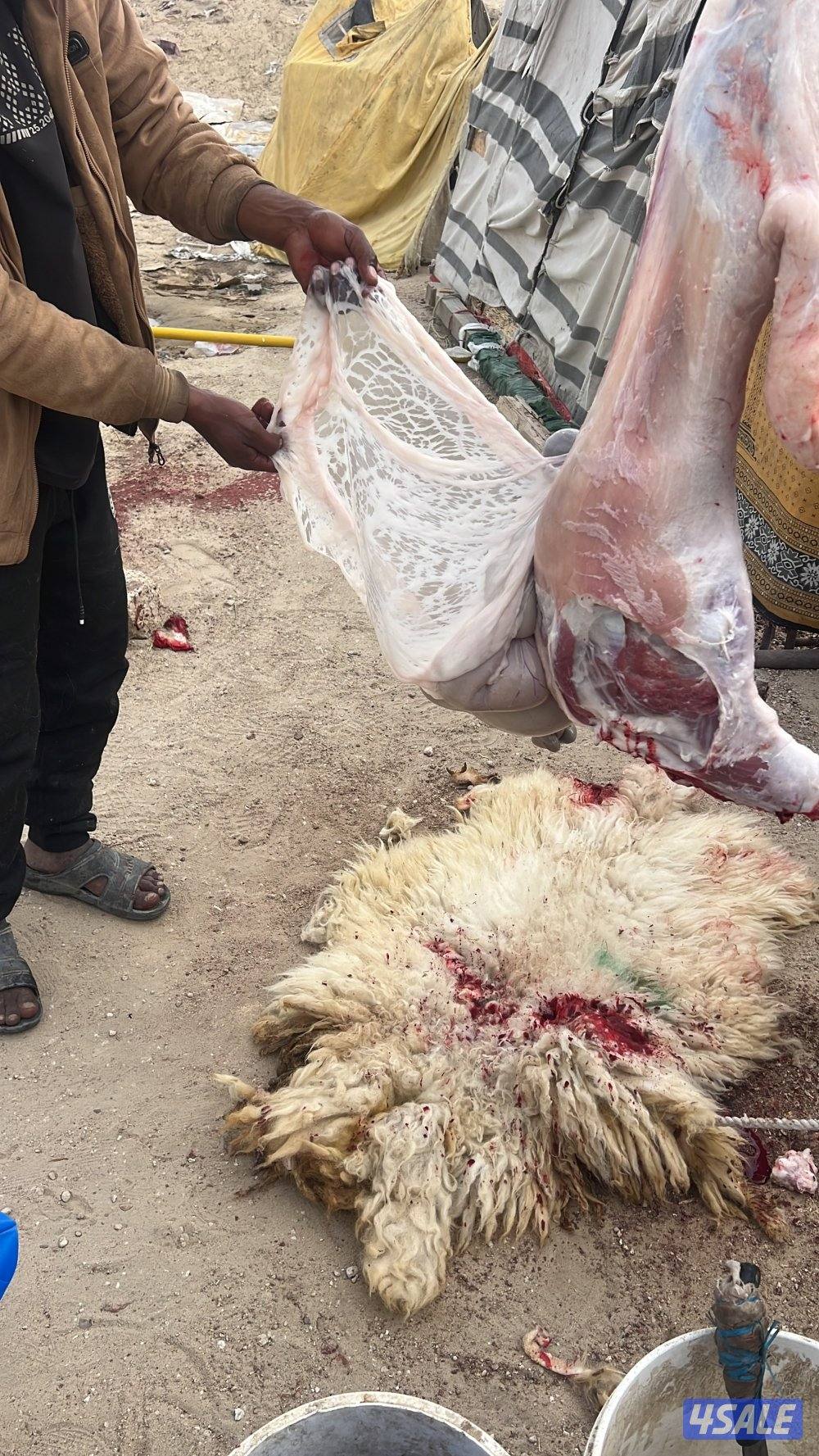 شفالي سمين0