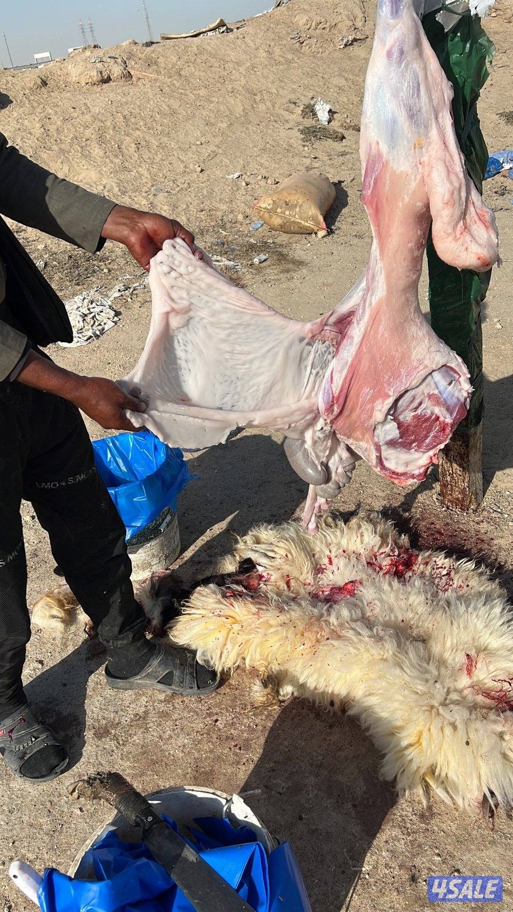 شفالي سمين1