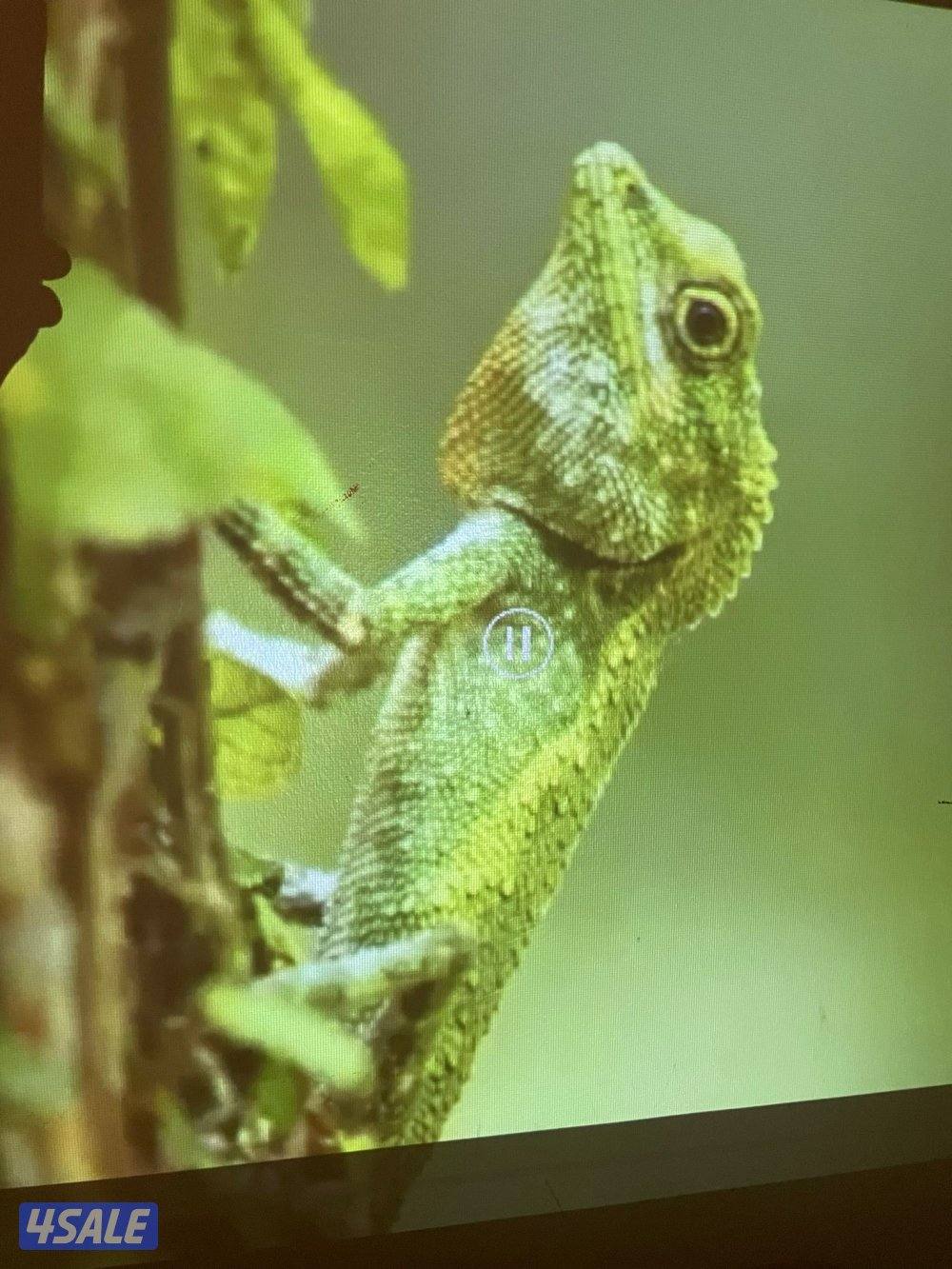 بروجكتر انبولا من انكر سمارت بطاريه ٤ ساعات0