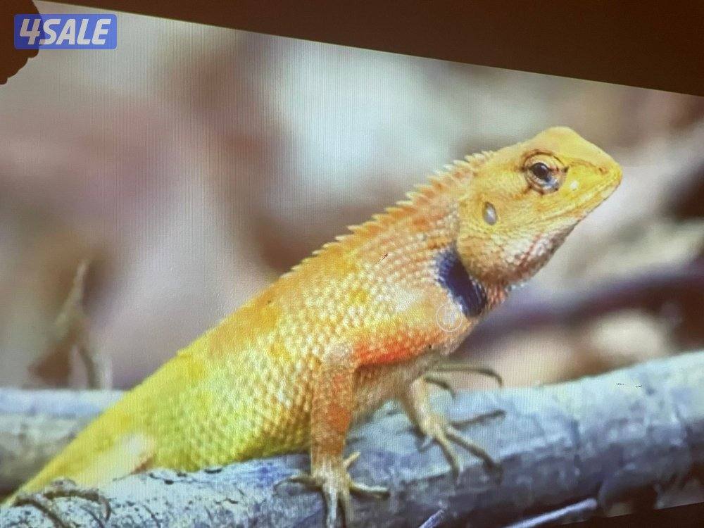 بروجكتر انبولا من انكر سمارت بطاريه ٤ ساعات2