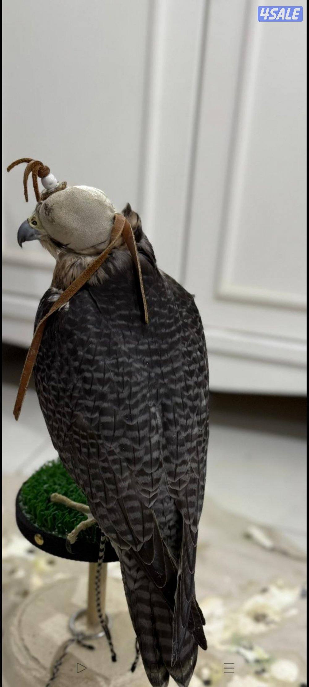 جير تبع.   15/14ونص1