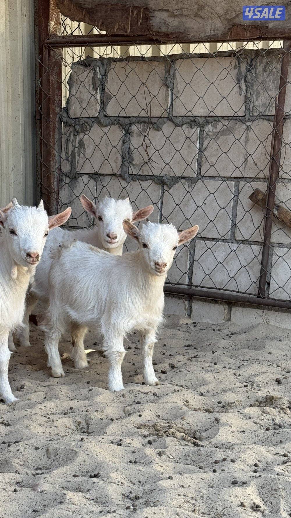 اربع تيوس جيكيه  اعماوهم شهرين ونصف سعر الواحد 450