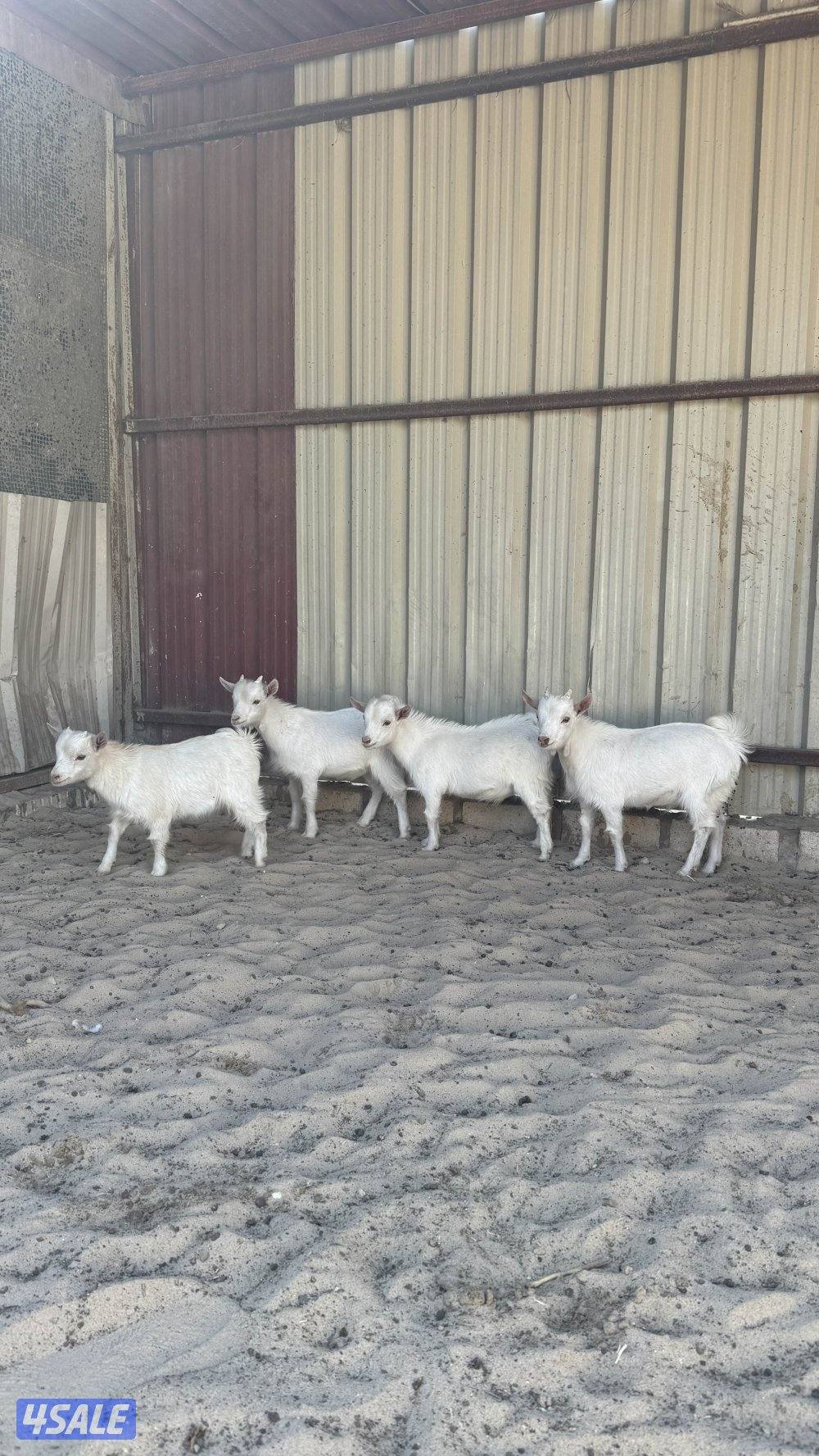 اربع تيوس جيكيه  اعماوهم شهرين ونصف سعر الواحد 451