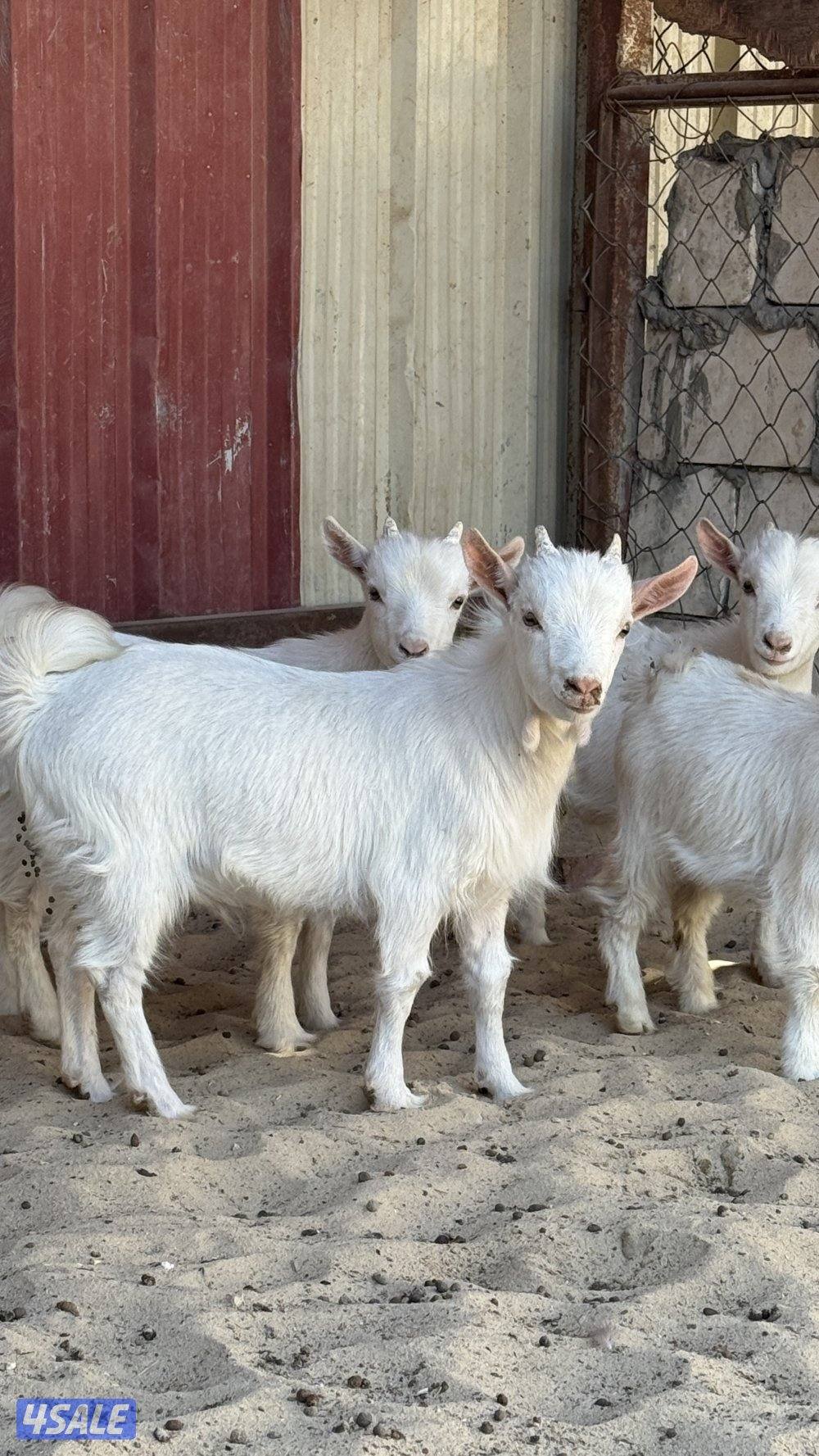 اربع تيوس جيكيه  اعماوهم شهرين ونصف سعر الواحد 452