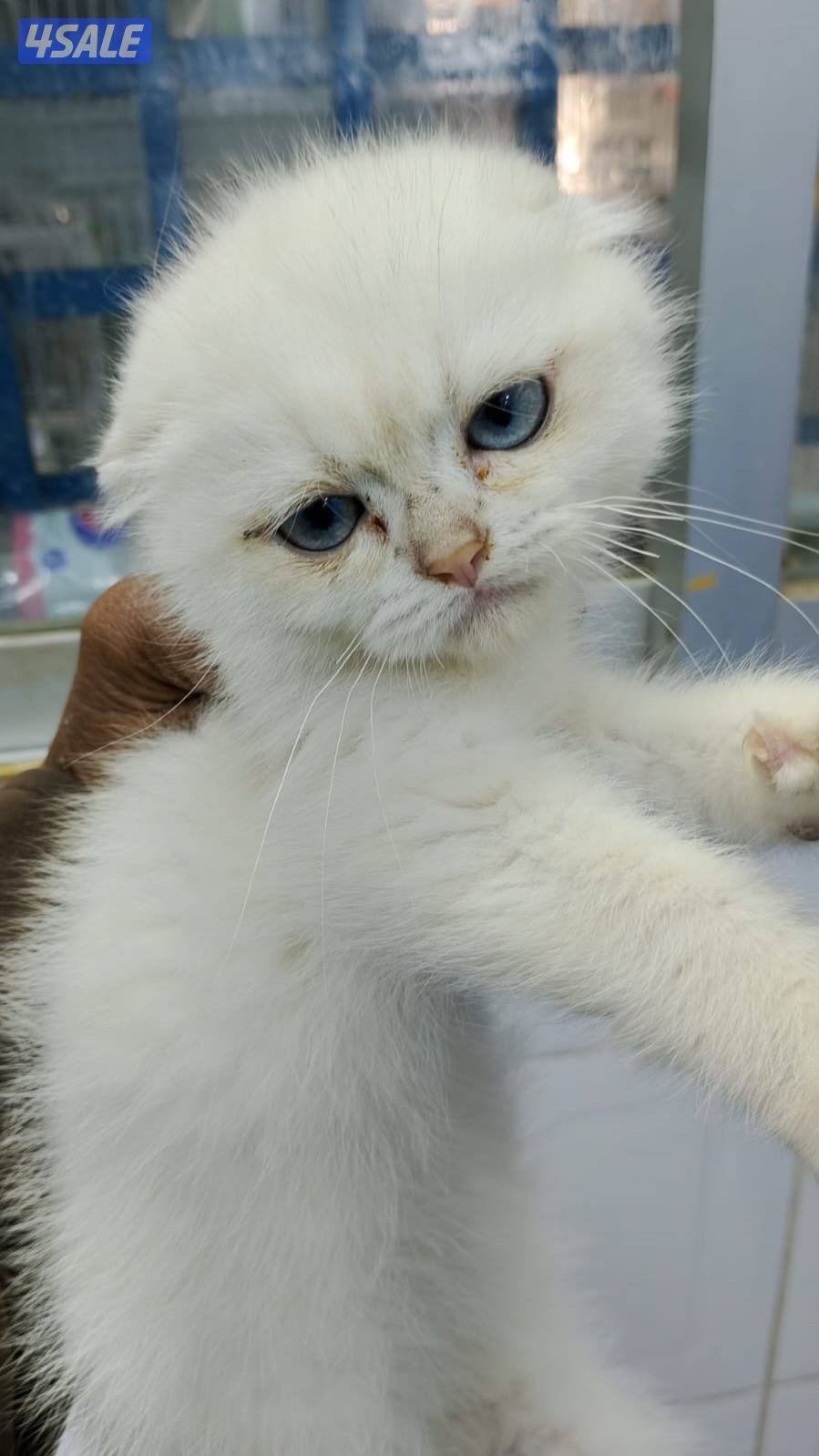 للبيع قطاوه شهرازيه و قطاوه برتيش العمر شهرين7