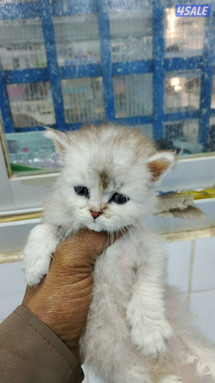 للبيع قطاوه شهرازيه و قطاوه برتيش العمر شهرين8