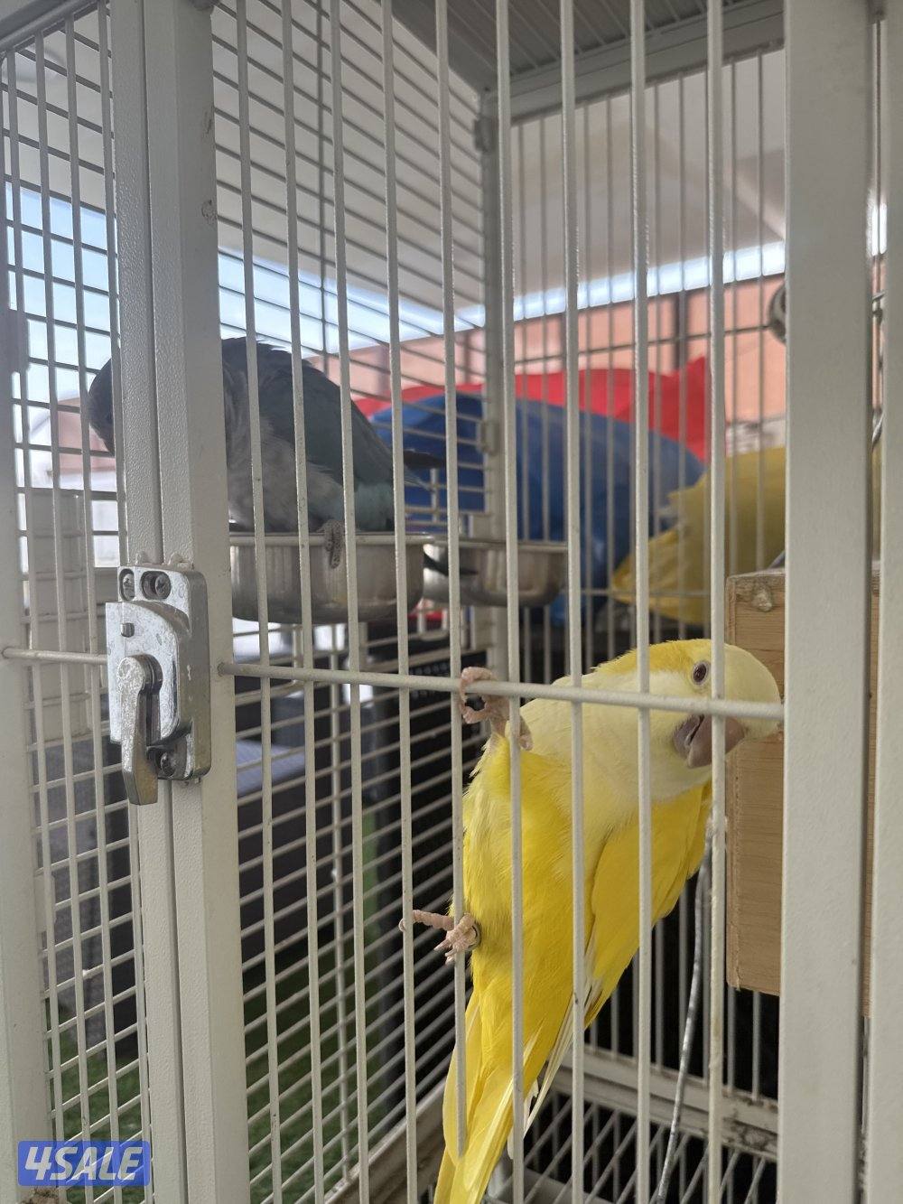 طيور كويكر كأنو ربوة تدريب بسيط و يرجعون0