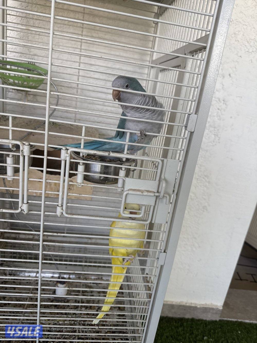 طيور كويكر كأنو ربوة تدريب بسيط و يرجعون1