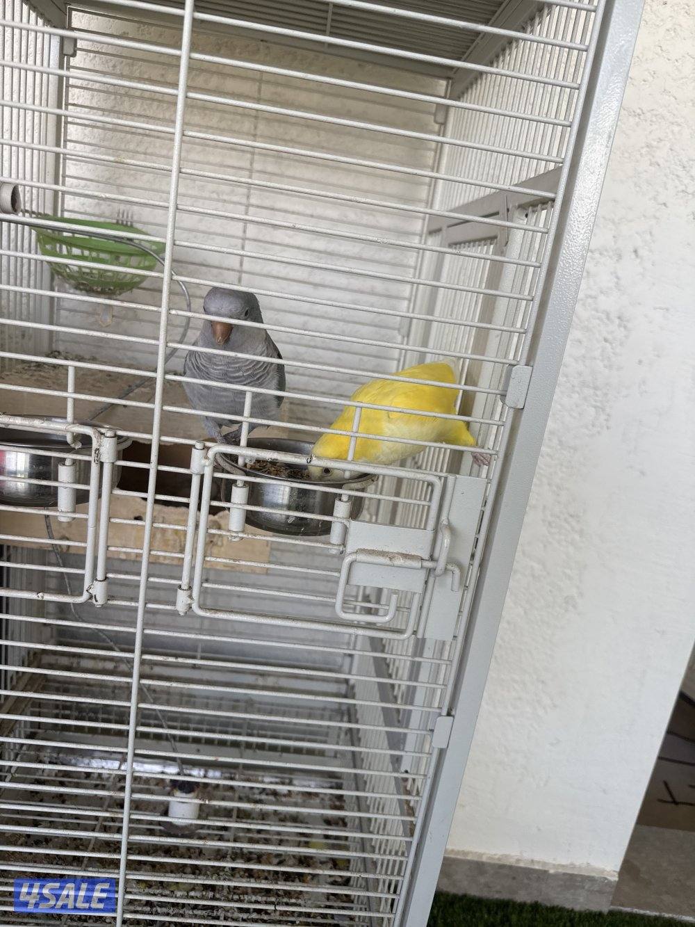 طيور كويكر كأنو ربوة تدريب بسيط و يرجعون2