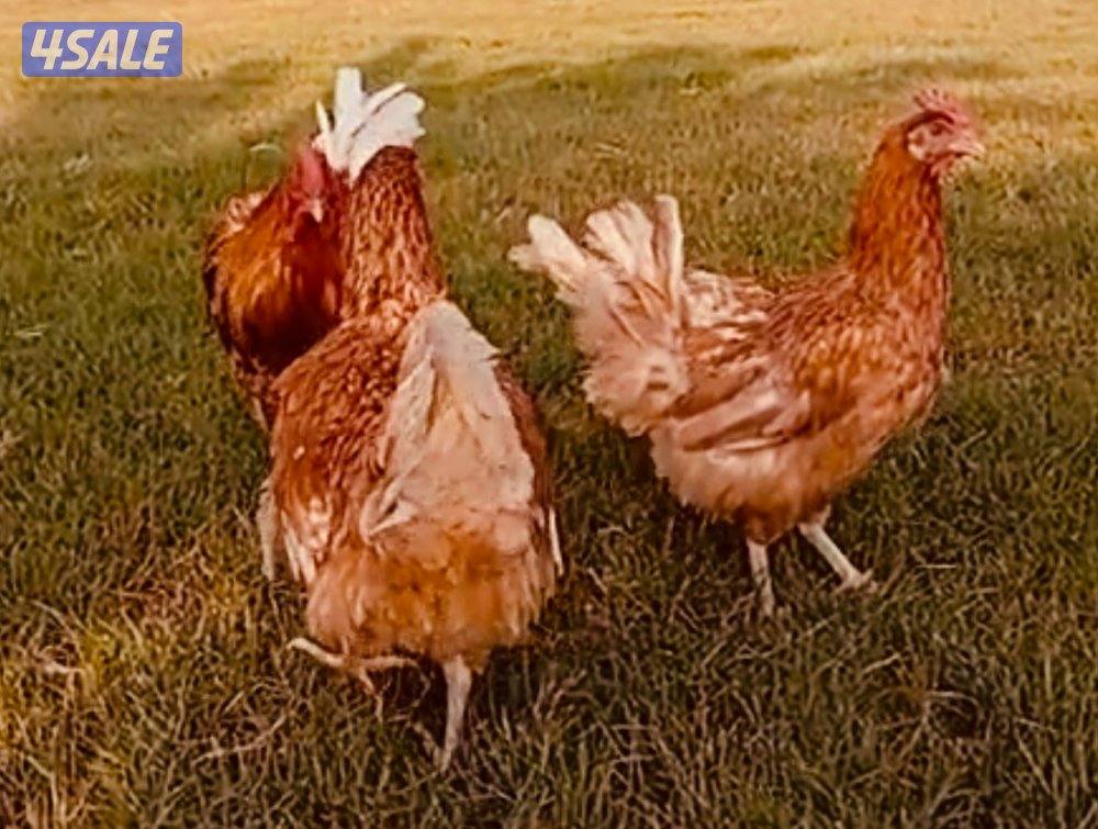 مجموعة دجاج لوهمان ألماني بياض0