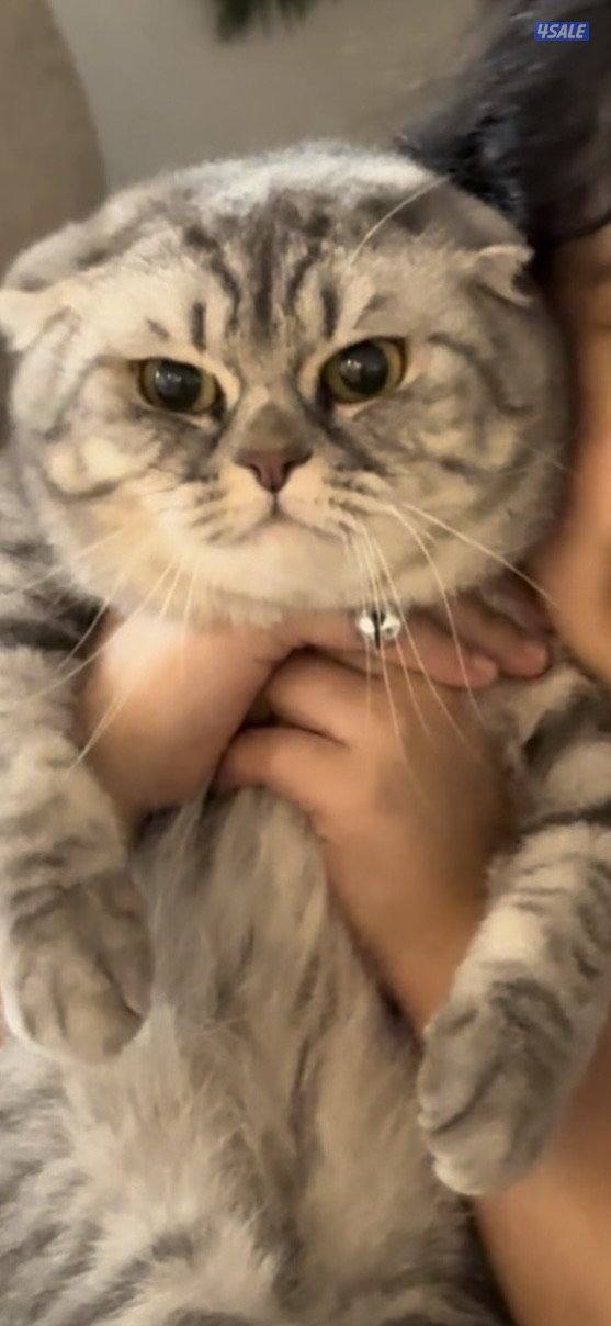 قطه سكوتش تبني1