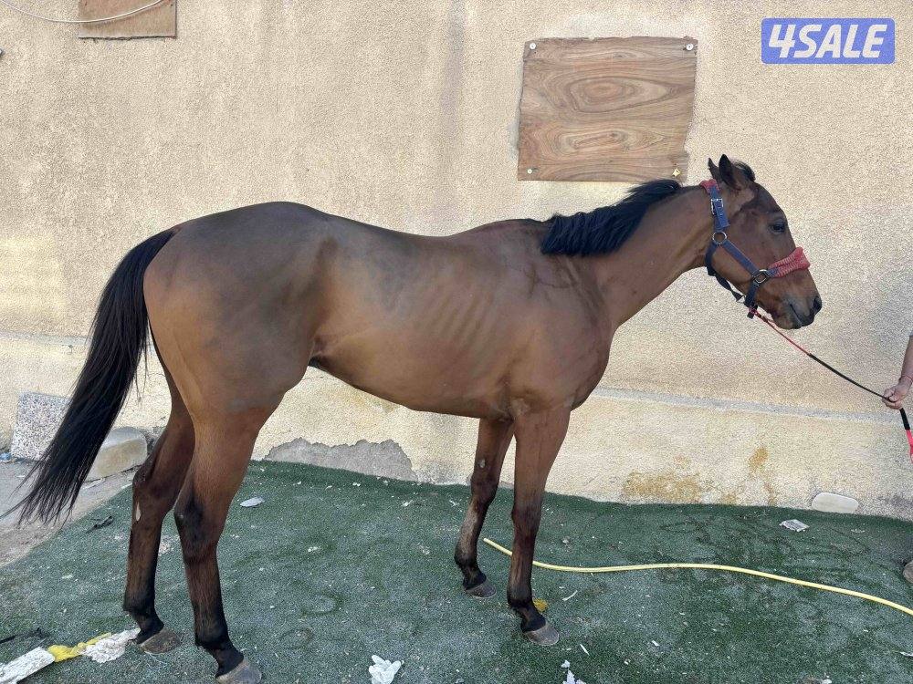 للبيع حصان0