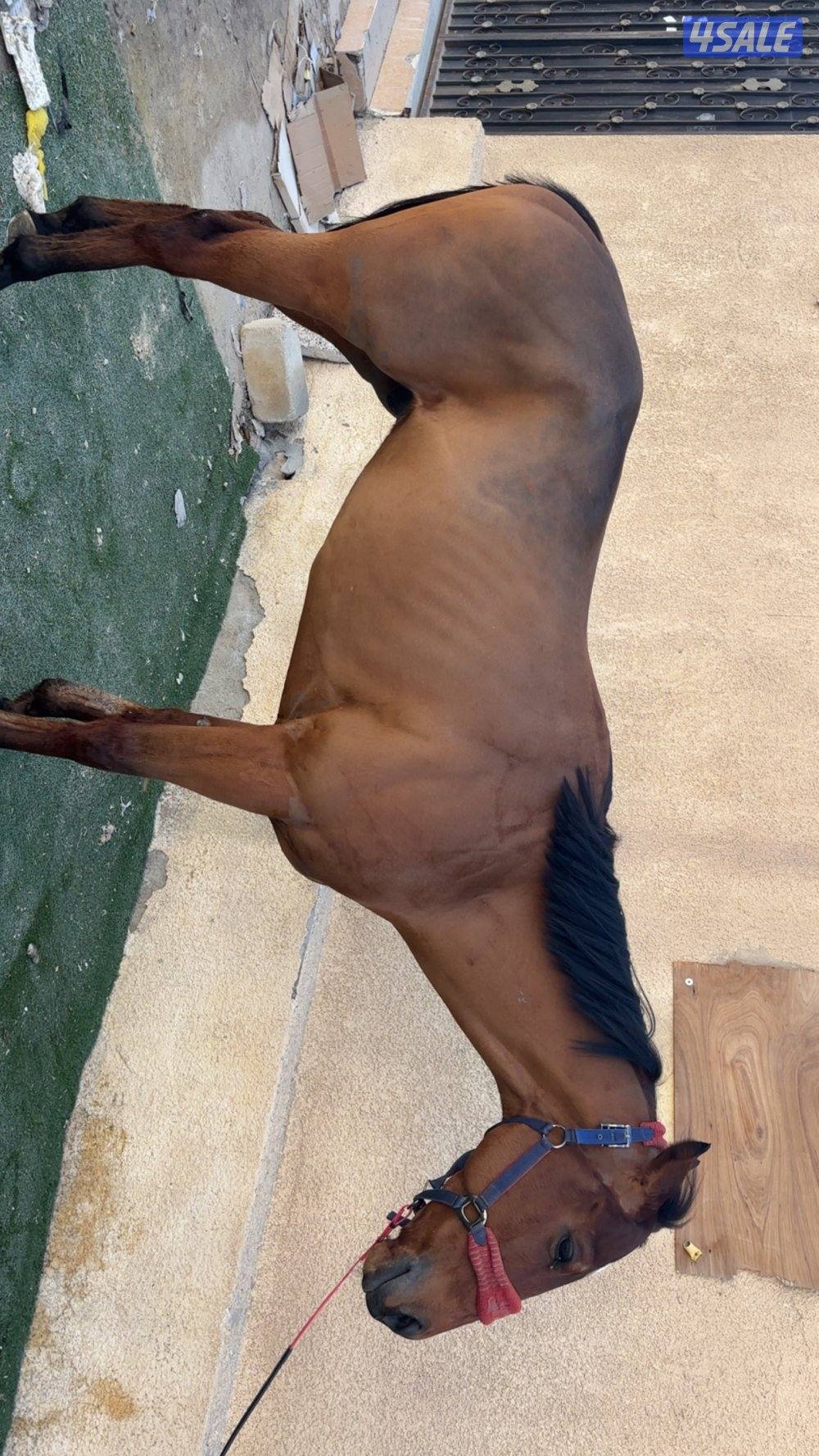 للبيع حصان1