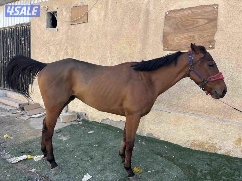 للبيع حصان2