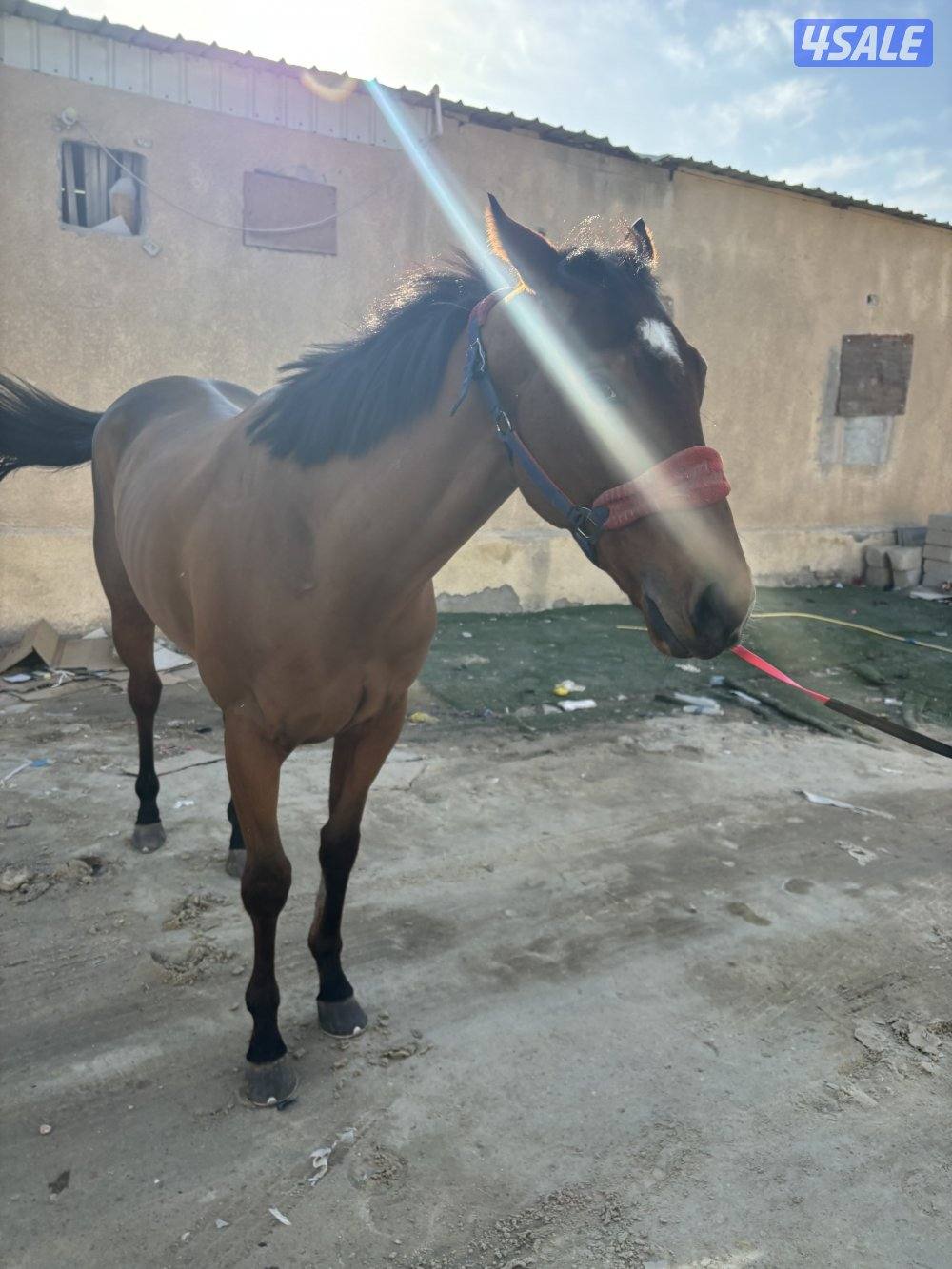 للبيع حصان3