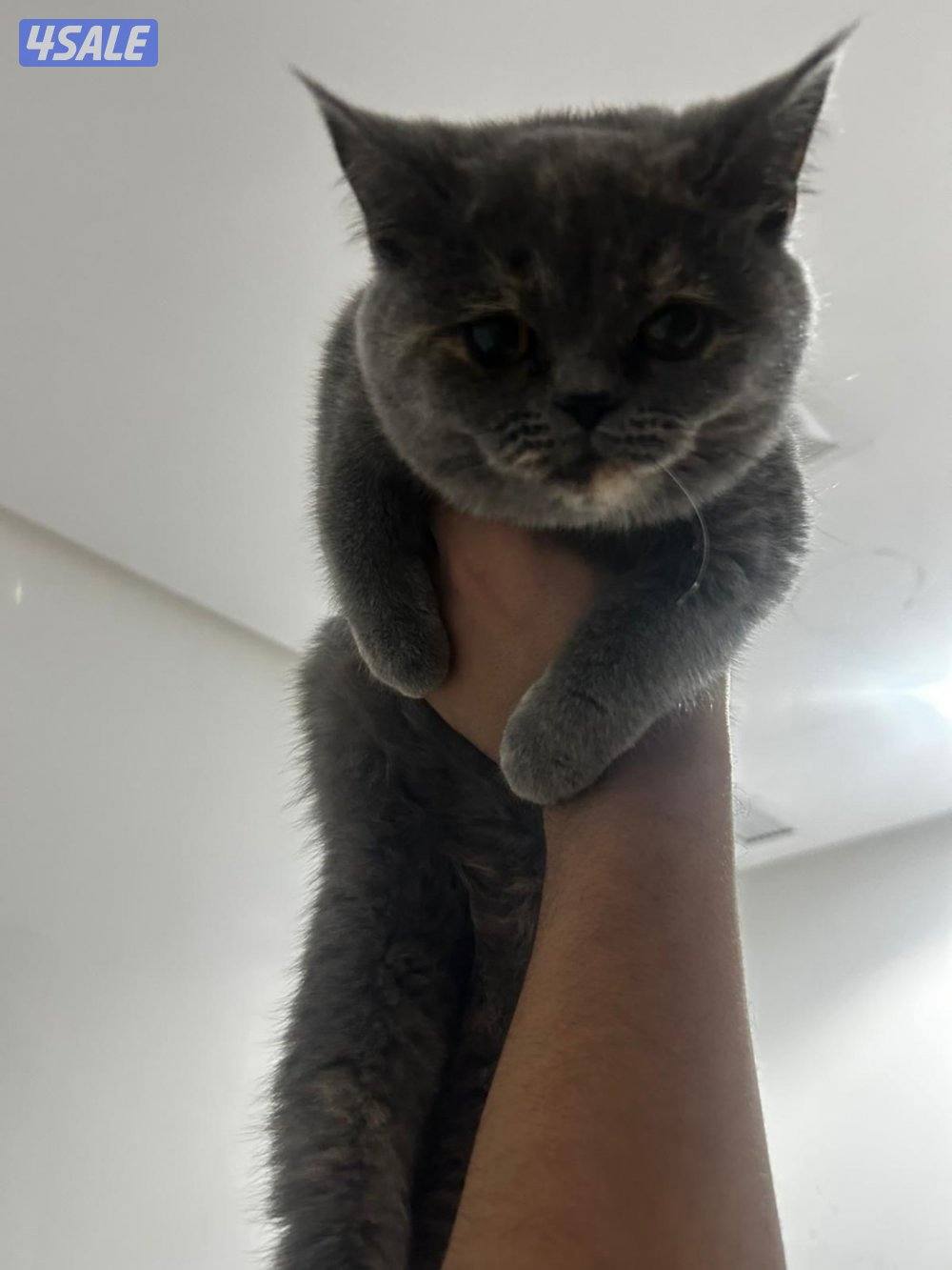 قطط للبيع2