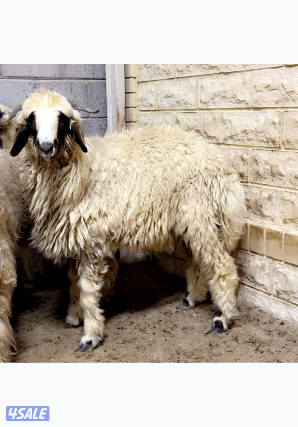 ذبايح كرماني و شفالي مربوط قديم شرط سمنه متوفر جميع الاعمار0