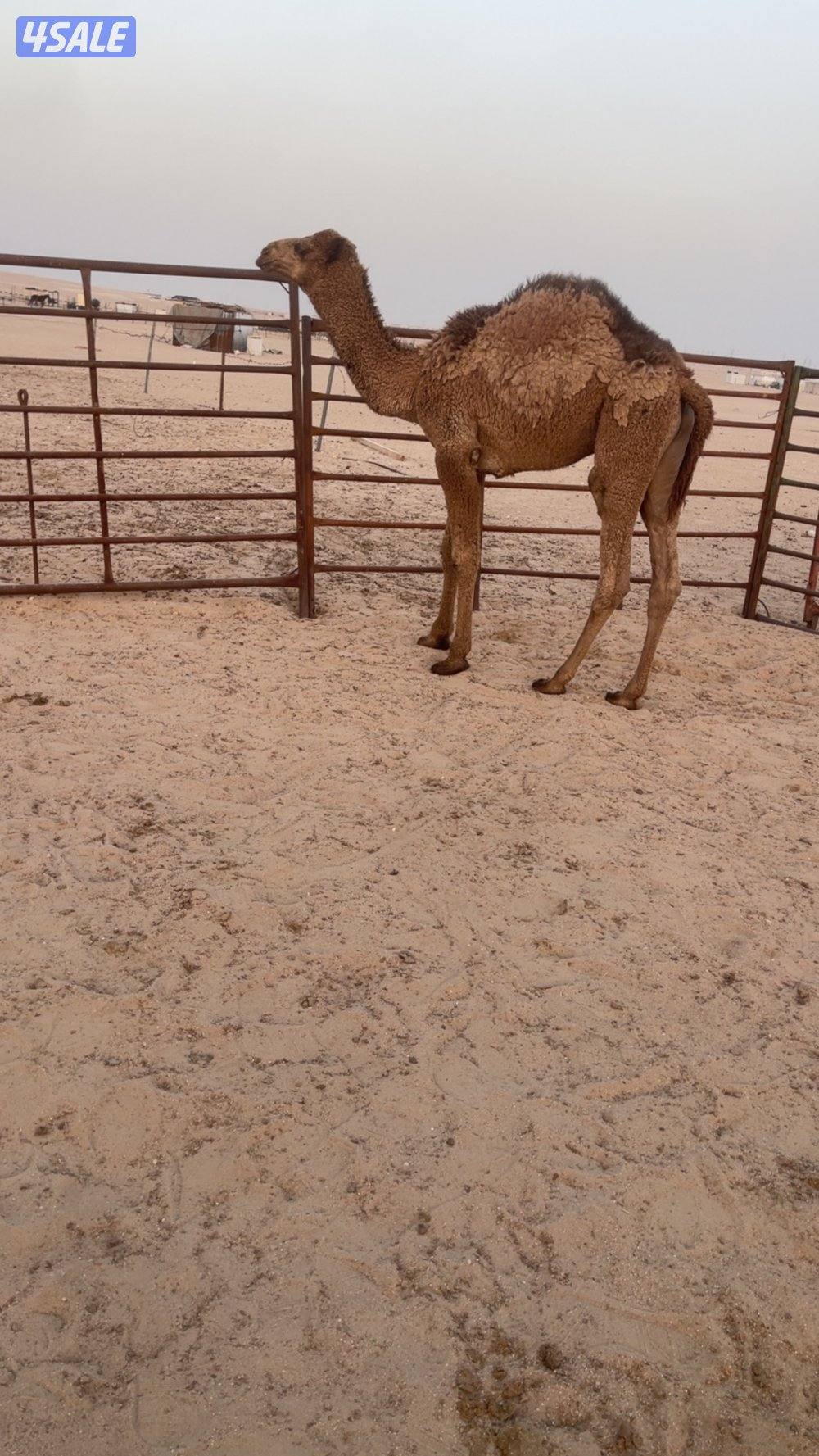 قعود سمين طيب تحت امه0