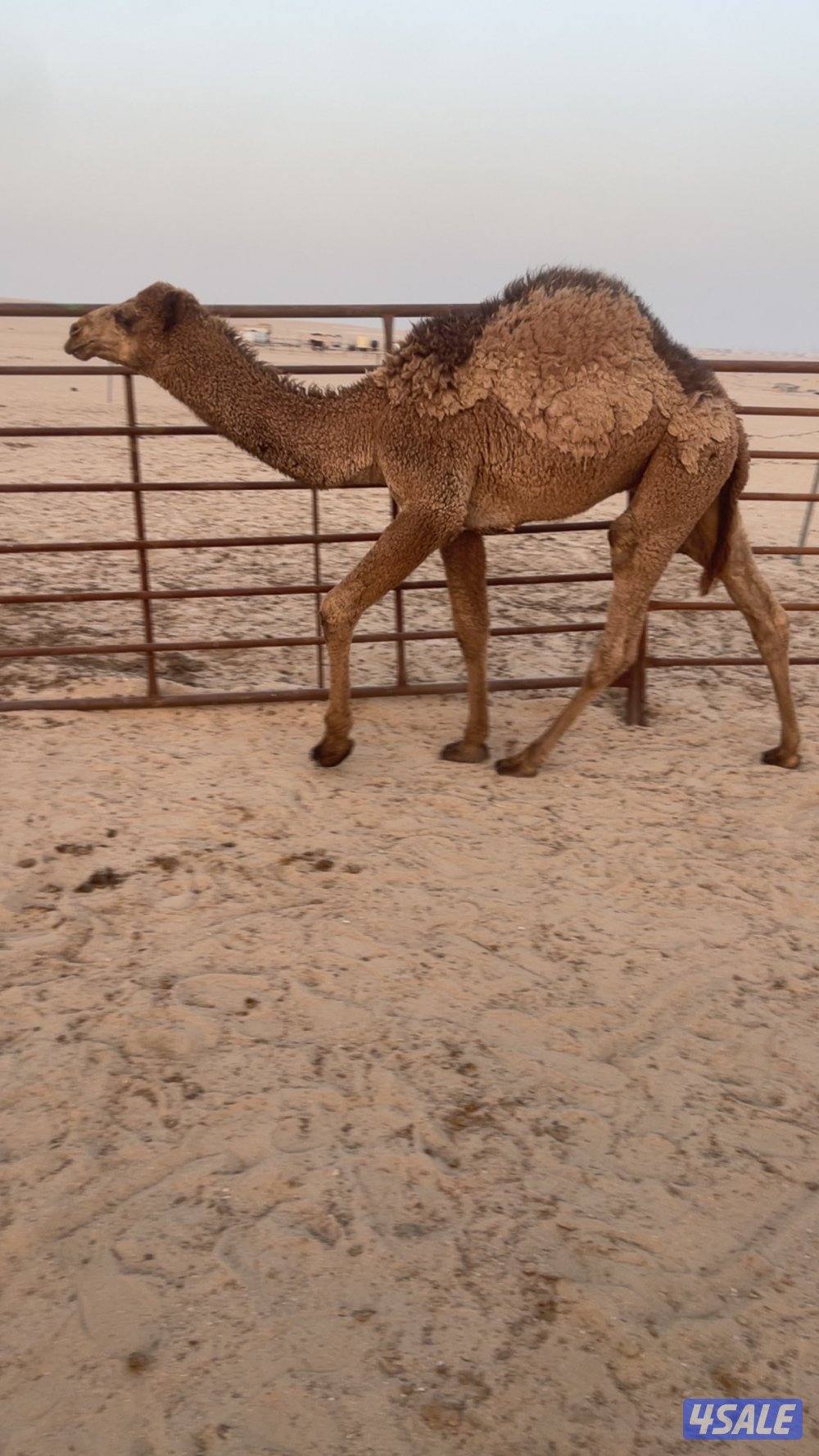 قعود سمين طيب تحت امه1