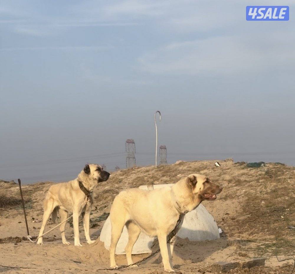 كنغال ذكر ونثي0