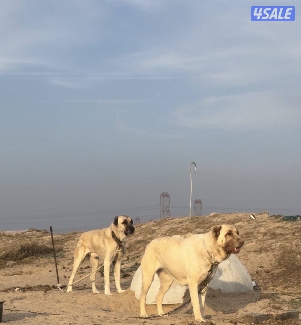 كنغال ذكر ونثي2