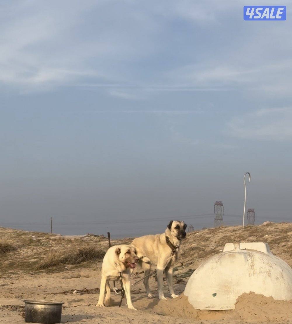 كنغال ذكر ونثي1