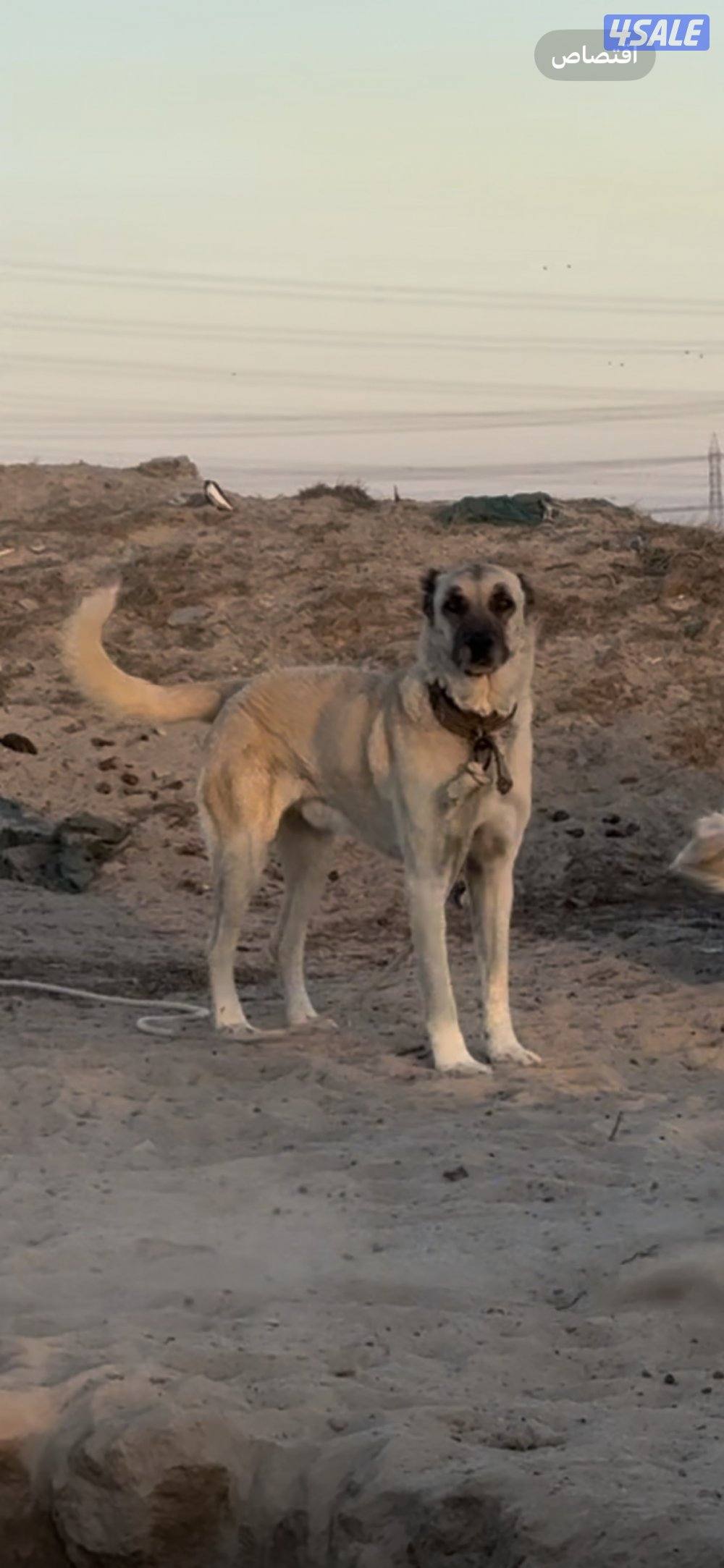 كنغال ذكر ونثي3