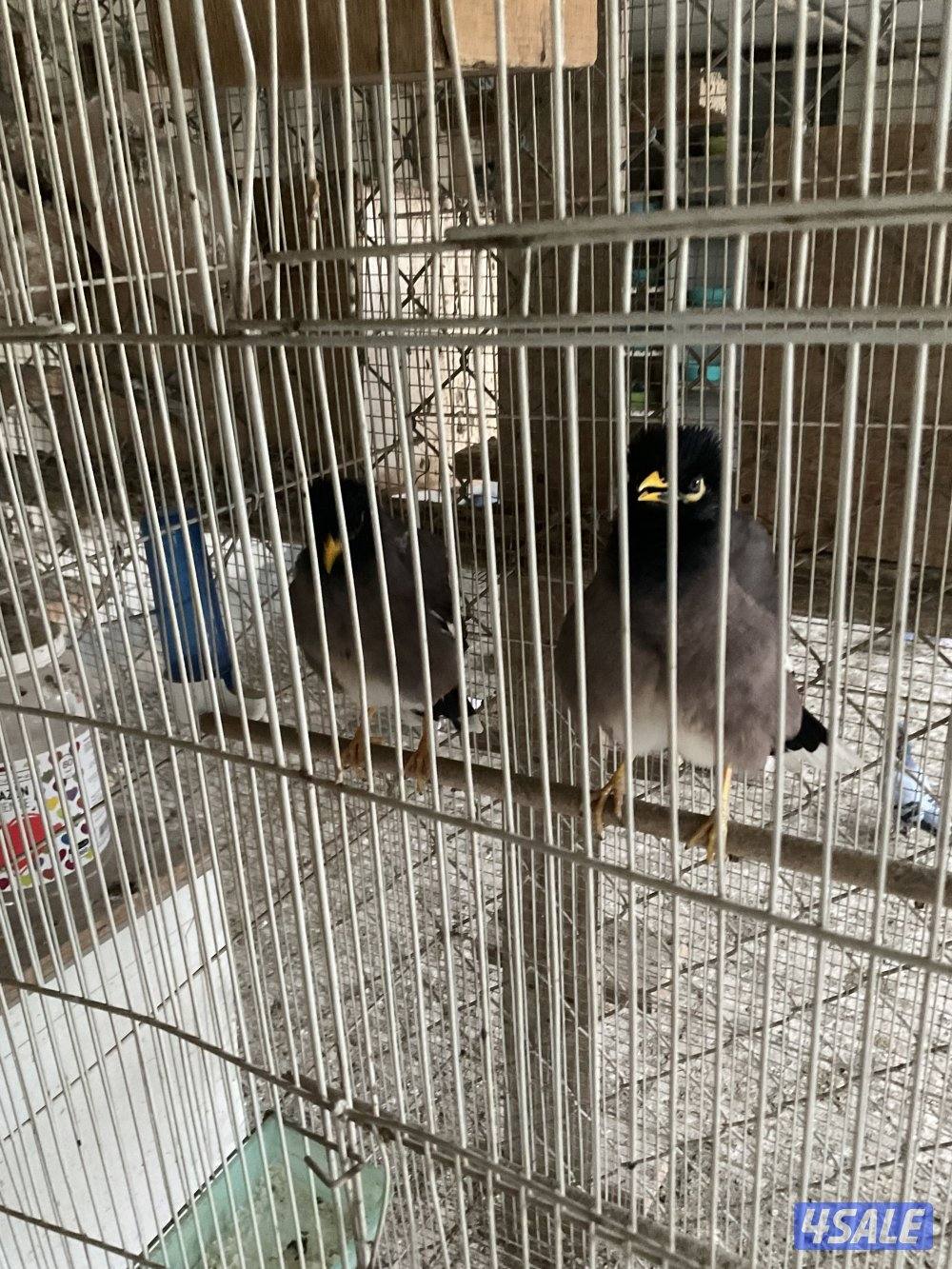 للبيع يوز مينا0