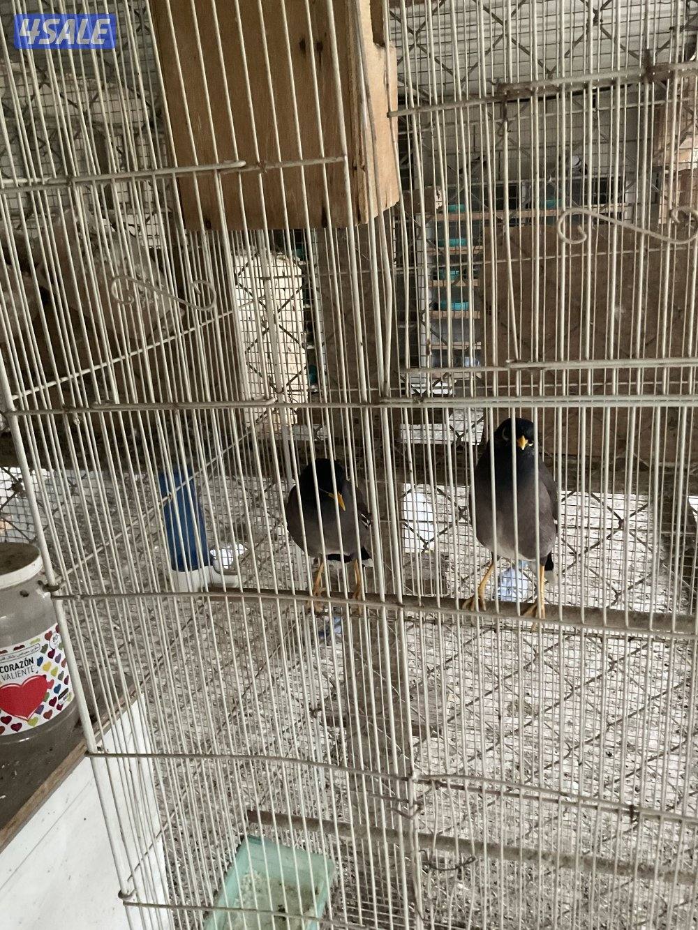 للبيع يوز مينا1