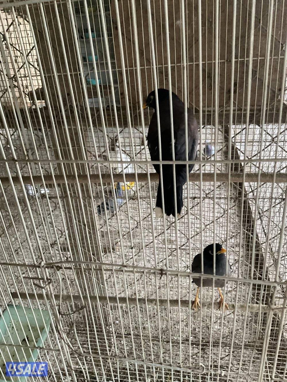 للبيع يوز مينا2