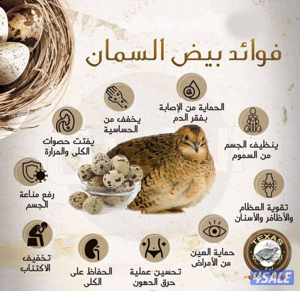 متوفر بيض فري تاكسس جامبو أمريكي0