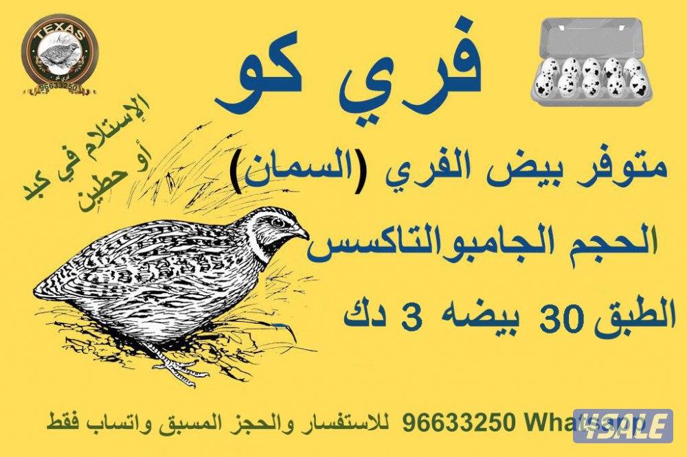 متوفر بيض فري تاكسس جامبو أمريكي1