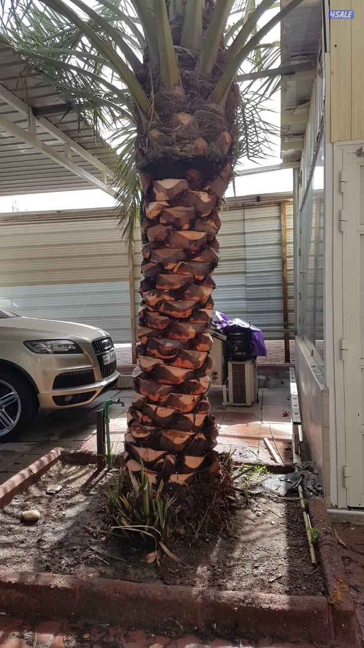 حسين الاهوازى شيل نخل وزراعة تنظيف تكريب0