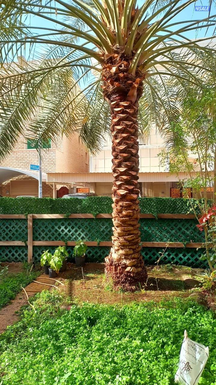 حسين الاهوازى شيل نخل وزراعة تنظيف تكريب2