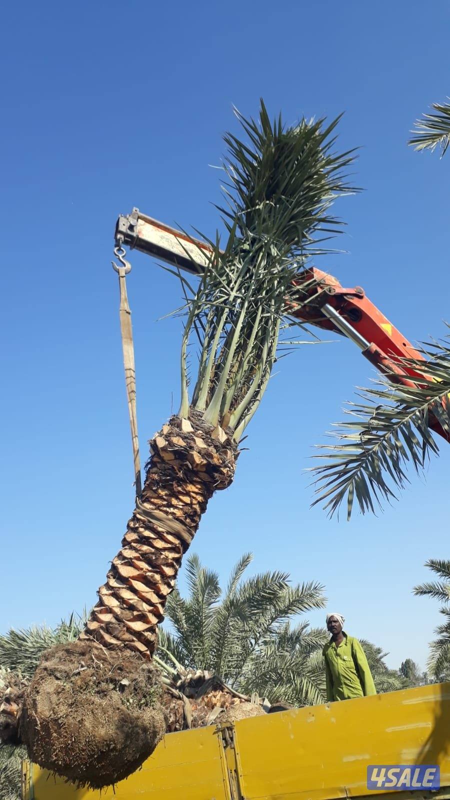 حسين الاهوازى شيل نخل وزراعة تنظيف تكريب3