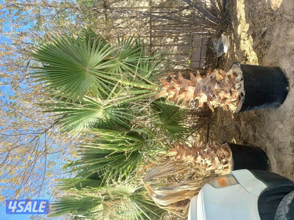 للبيع شجر واشطونيا العمر ٥ سنوات والطول اكثر من متر والسعر حسب الكميه0