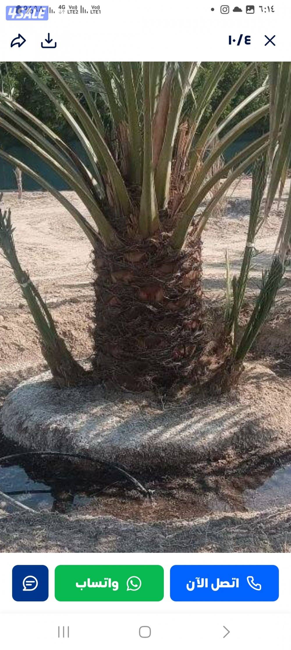 شيل وزراعه نخل تنظيف تكريب بيع نخل تلقيح نخل0