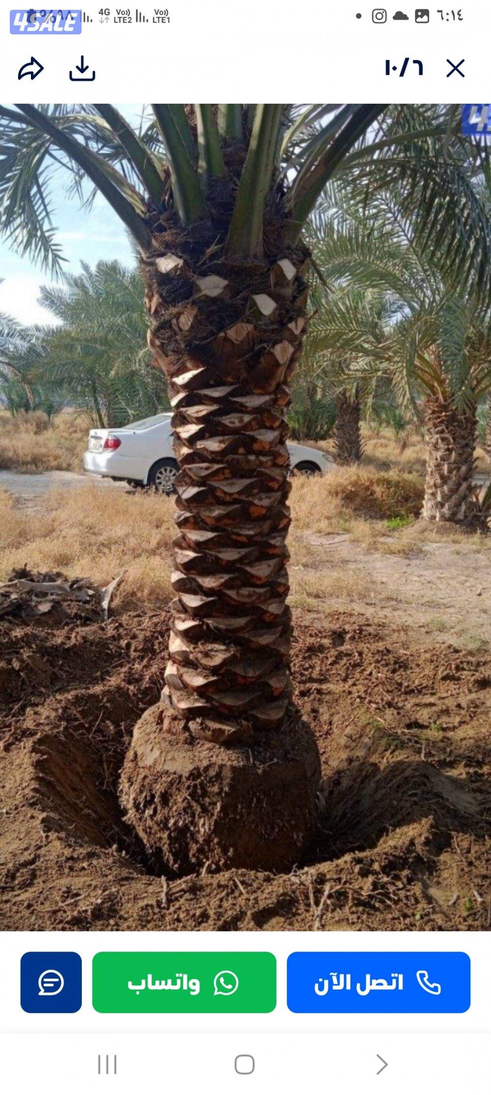 شيل وزراعه نخل تنظيف تكريب بيع نخل تلقيح نخل1