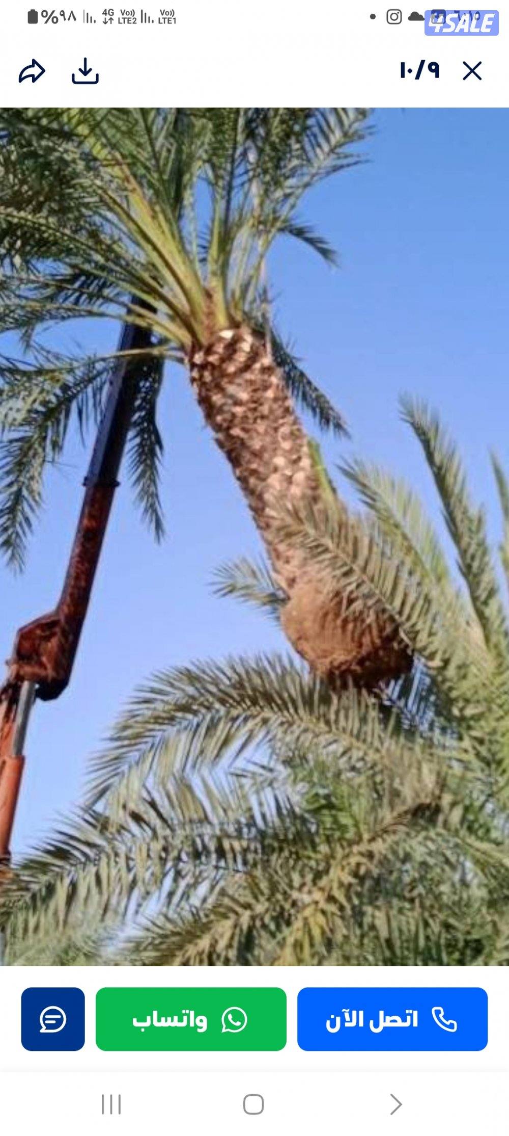 شيل وزراعه نخل تنظيف تكريب بيع نخل تلقيح نخل2